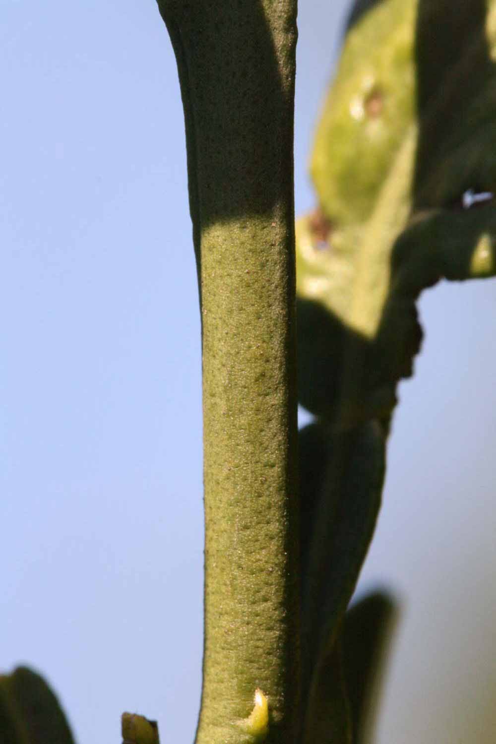              First year twig (Riverside, CA)       